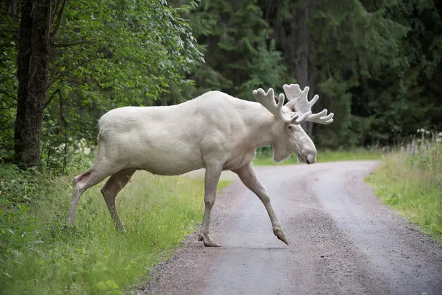 A rare white moose is seen in Gunnarskog, Varmland, Sweden July 31, 2017. (Photo by Tommy Pedersen/Reuters/TT News Agency)