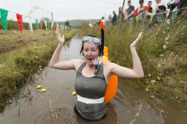 Elise Graham takes part in the World Bog Snorkelling Championships 2017 with a rubber duck on her back on August 27, 2017 in Llanwrtyd Wells, Wales. (Photo by Matthew Horwood/Getty Images)