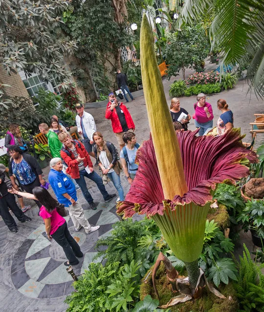 Visitors look at a blooming Corpse Flower (Titan Arum) that grew to 99.5 inches (252.7 cm) at the US Botanical Garden on August 29, 2017, in Washington, DC. The giant flower is known for its rotting meat odor and short life of 24-48 hours before it collapses. (Photo by Paul J. Richards/AFP Photo)