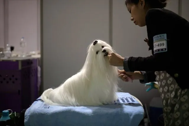 In a photo taken on August 30, 2014 a woman grooms her dog before taking part in a competition at a dog show in Seoul. (Photo by Ed Jones/AFP Photo)