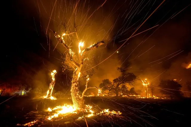 Wind whips embers from burning trees during a wildfire Tuesday, September 6, 2022, near Hemet, Calif. (Photo by Ringo H.W. Chiu/AP Photo)