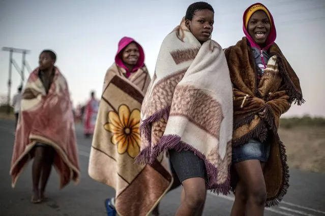 South African maidens wrap themselves in blankets as they head to a ritual bath in a local river on September 5, 2014 at the eNyokeni Royal Palace in Nongoma in the KwaZulu-Natal region ahead of the 13th anniversary of the Reed Dance (uMkhosi woMhlanga) celebrated by the Zulu King Goodwill Zwelithin. (Photo by Marco Longari/AFP Photo)