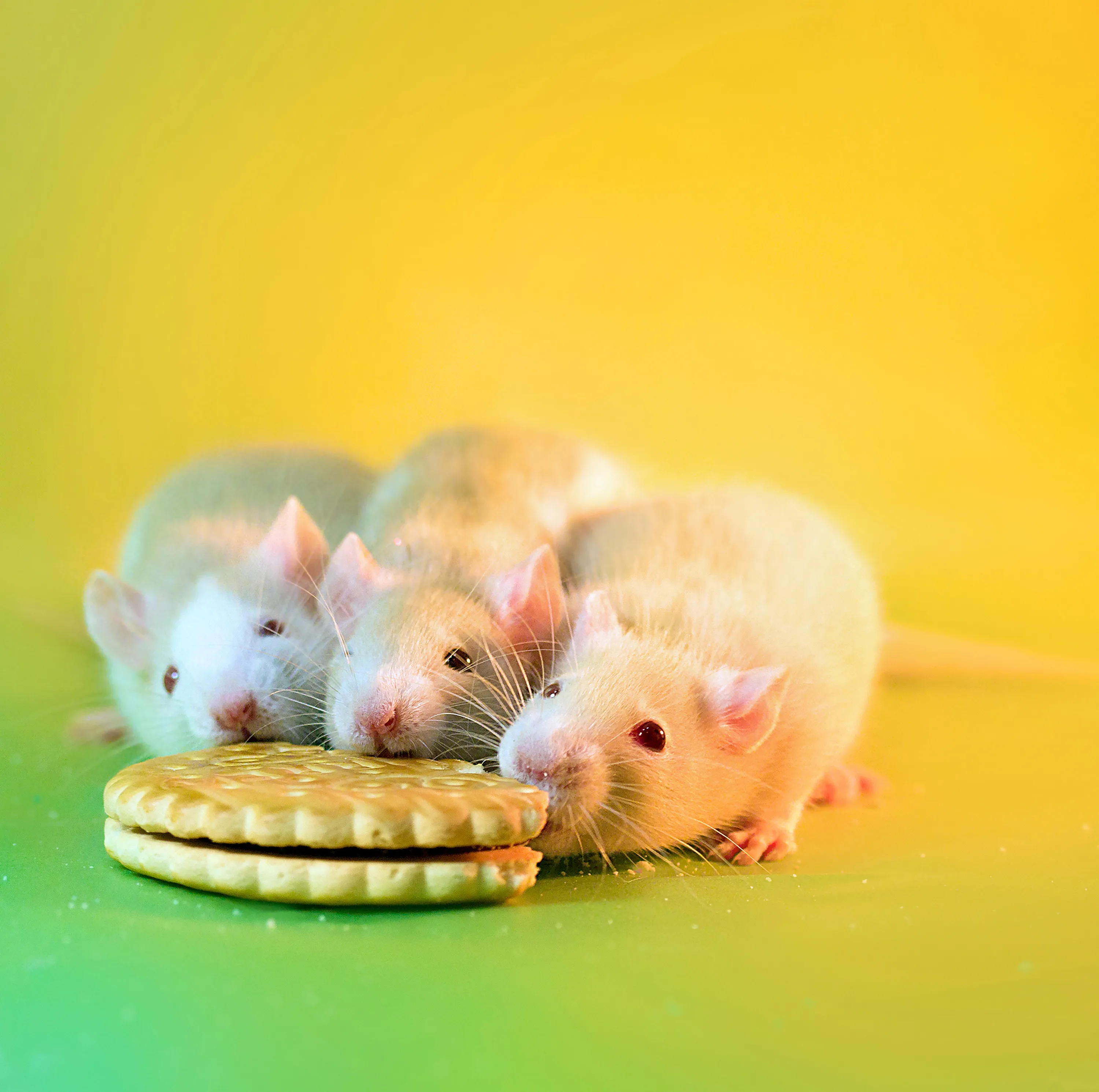 Милая мышь. Милые мышки. Милые крыски. Самые красивые и милые крысы. Самая красивая крыса.