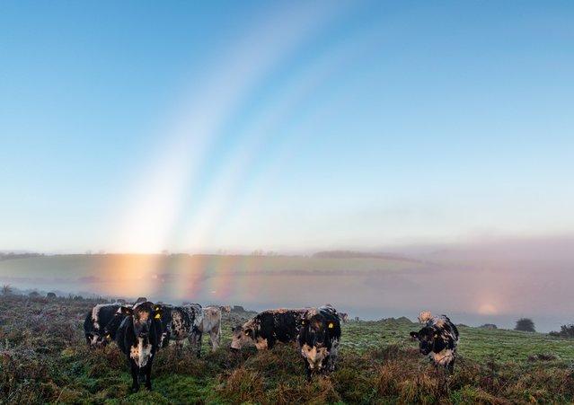 Fog bow and cows at sunrise near the Hardy Monument in Dorset, UK on December 27, 2024. (Photo by Daryl Gill/WestBayPhotography/BNPS)