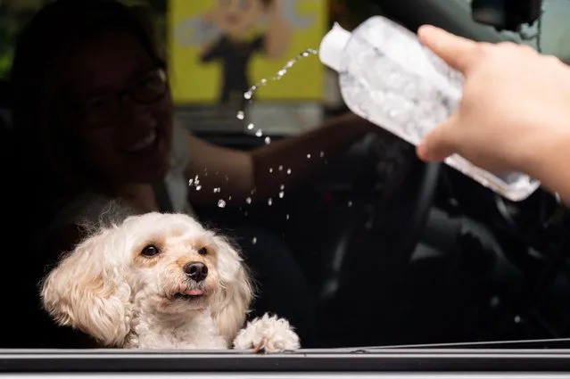 A priest sprinkles holy water at a dog at a drive-through pet blessing, ahead of World Animal Day, at a mall in Quezon City, Metro Manila, Philippines on October 2, 2022. (Photo by Lisa Marie David/Reuters)