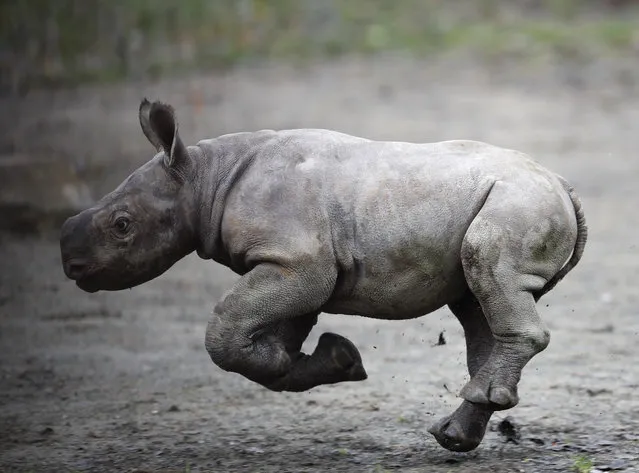 A newly born eastern black rhino runs in its enclosure at the zoo in Dvur Kralove, Czech Republic, Wednesday, October 25, 2017. An eastern black rhinoceros born in a Czech zoo is a small but important step in efforts to save the subspecies of the black rhinoceros from extinction. There're only last few hundreds remaining in African reserves, where they must be protected from poachers. The calf born on Oct 2 in the Dvur Kralove zoo is in good shape. (Photo by Petr David Josek/AP Photo)
