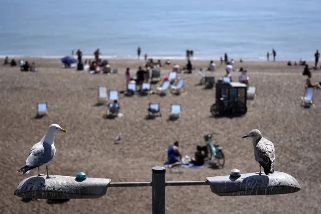 Seagulls are perched on a street lamp as beachgoers bask in the sun on Brighton Beach in Brighton, Britain, 20 May 2020. As the UK starts easing its coronavirus lockdown restrictions, many workers across the country are facing the dilemma of whether returning to their workplaces is safe for them or not. Meanwhile, the UK's economy has suffered a 2-percent fall – its worst decline since the 2008 financial crash – due to the global effects of the ongoing pandemic of the COVID-19 disease caused by the SARS-CoV-2 coronavirus. (Photo by Will Oliver/EPA/EFE)