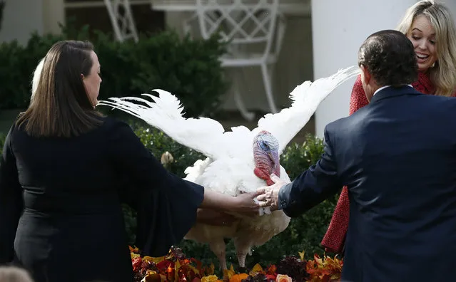 Staff from the National Turkey Federation jump in to calm “Drumstick” the turkey as it flaps its wings causing U.S. President Donald Trump's daughter Tiffany (R) to jump away after it was pardoned by the president during the 70th National Thanksgiving turkey pardoning ceremony in the Rose Garden of the White House on November 21, 2017. (Photo by Jim Bourg/Reuters)