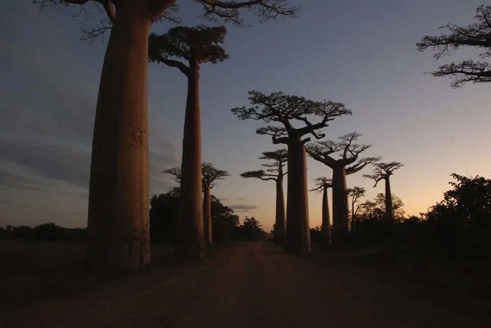 Avenue of the Baobabs