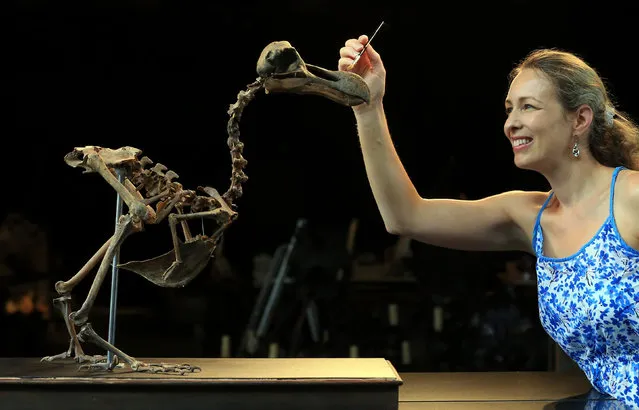 Auction house employee Lindsay Hoadley prepares an almost complete Dodo skeleton  as it is displayed at  Summers Place Auctions in Billingshurst, southern England Thursday August 25, 2016, where It will be the first of its kind to come up for sale in nearly 100 years. The skeleton will feature in the auction house's fourth Evolution sale in November. (Photo by Gareth Fuller/PA Wire via AP Photo)