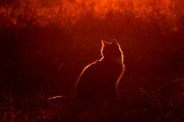 A cat sits in a yard during the sunset in Liepupe, Latvia, 10 October 2022. (Photo by Toms Kalnins/EPA/EFE/Rex Features/Shutterstock)