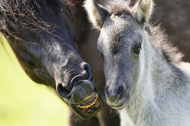 A young wild horse stands by its mother in a meadow near the city of Duelmen, Germany, where the herd lives in almost unmanaged feral conditions, Saturday, April 19, 2025. (Photo by Martin Meissner/AP Photo)