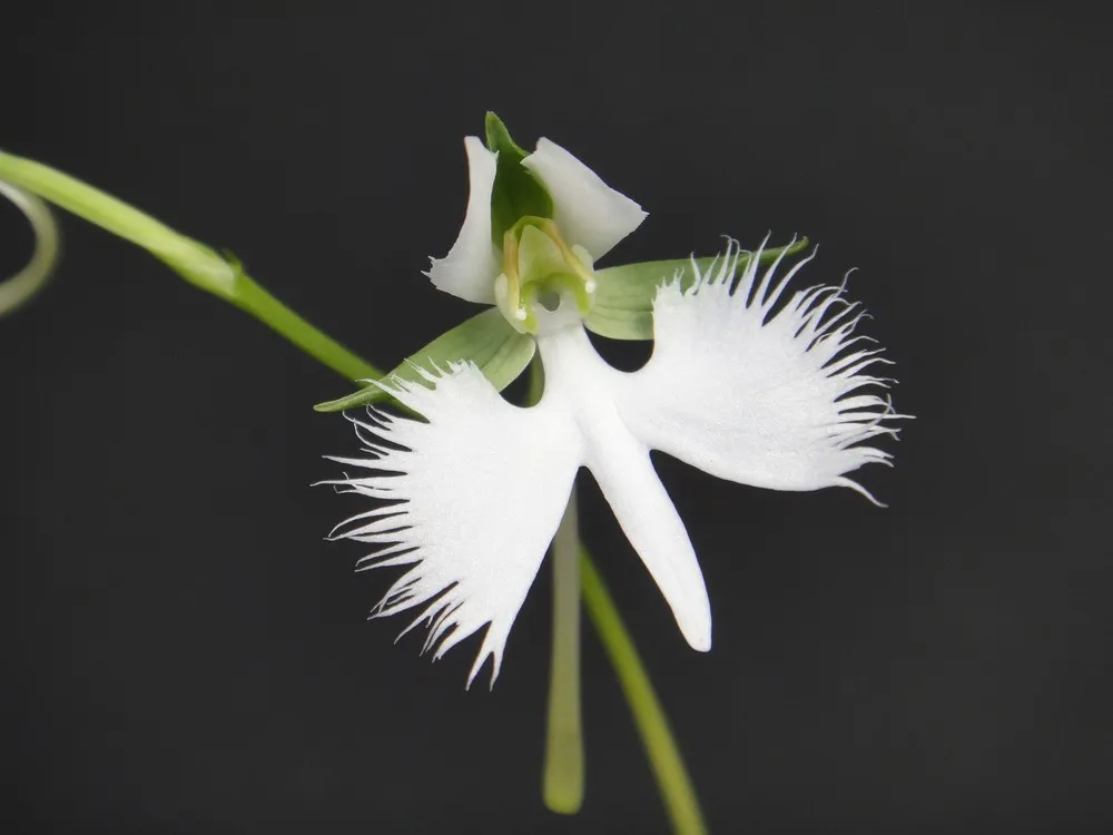 The White Egret Flower – Habenaria Radiata
