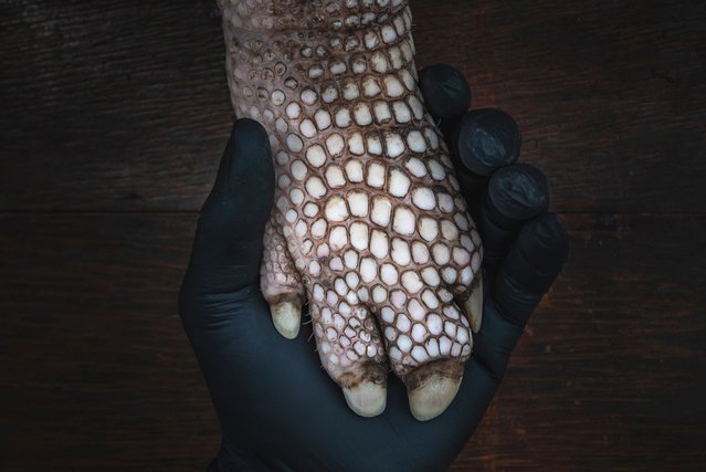Giant armadillo’s paw, Pantanal region, Brazil, 2023. The hind leg of a young giant armadillo (Priodontes maximus), approximately one and a half years old, is held by biologist Gabriel Massocato, the fieldwork coordinator of the Giant Armadillo project. For the past 14 years, Gabriel has dedicated his life to protecting this species through extensive scientific research. (Photo by Fernando Faciole)