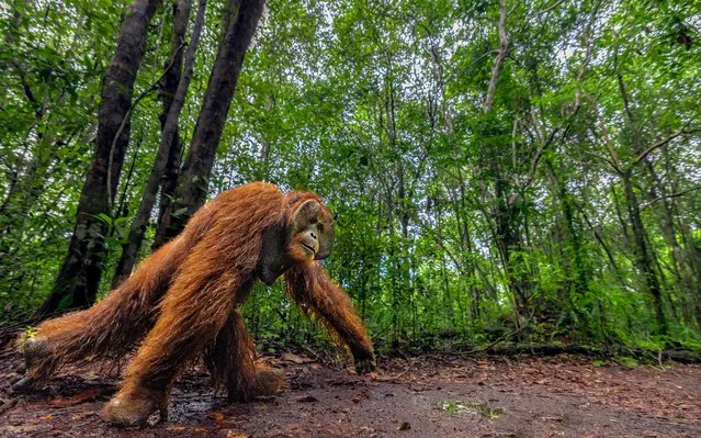 Roger the orangutan navigates the Tanjung Puting National Park, Central Kalimantan, Borneo in the first decade of December 2022 after crucial conservation work now allows him to roam freely around his natural habitat. (Photo by Ramachandiran Govindaraj/Animal News Agency)