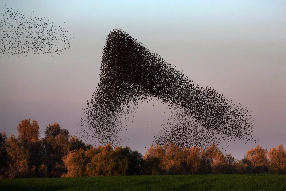 Animals in a Landscape