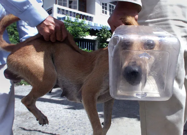 Thai veterinarians carry a stray dog with a plastic container stuck on its head in Bangkok, Thailand, November 7, 2001. (Photo by Sukree Sukplang/Reuters)