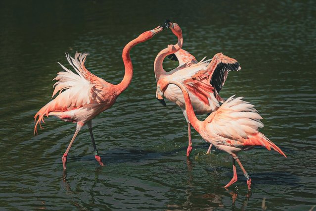 A flamboyance of flamingoes keeps cool at Whipsnade Zoo, UK in the second decade of June 2025. (Photo by Fred Wall/The Times)