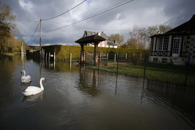 Swans swim on a flooded street on February 1, 2018, after the Seine river burst its banks causing flooding in the French northwestern city of Saint- Aubin- les- Elbeuf. (Photo by Charly Triballeau/AFP Photo)