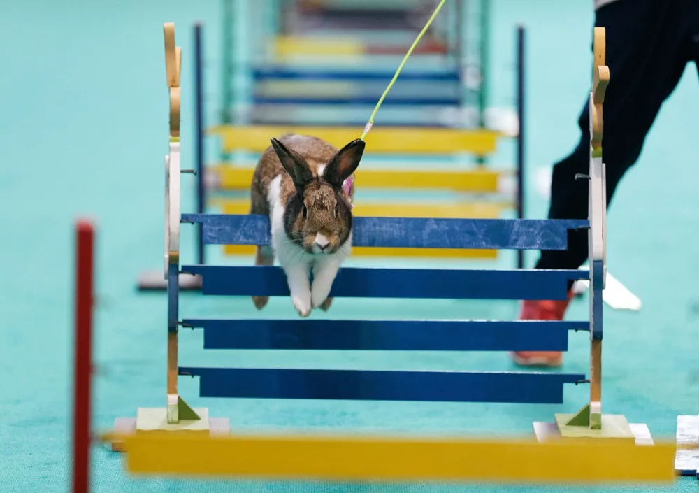 Rabbit Showjumping at an Animal Fair in Stuttgart