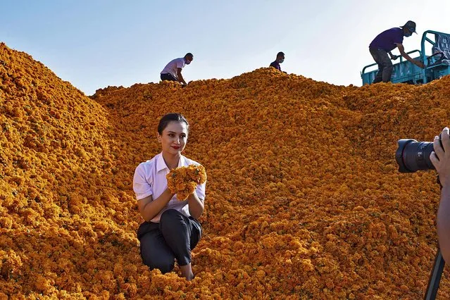 A staff member of Yutian County poses for a video on marigold industry at an agricultural industrial park in Yutian County, northwest China's Xinjiang Uygur Autonomous Region, September 20, 2020. As one of the five counties in Hotan Prefecture that have not been lifted out of poverty, Yutian County is accelerating its steps to shake off poverty by planting marigold. (Photo by Chine Nouvelle/SIPA Press/Rex Features/Shutterstock)