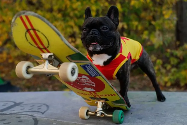 A French Bulldog named Nord Boss stands with his skateboard at a skatepark in the Sokolniki Park in Moscow, Russia on October 14, 2020. (Photo by Evgenia Novozhenina/Reuters)