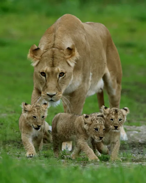Three of the four cubs born at Blair Drummond Safari park near Stirling with mum Karis as they make their way out into their enclosure on Monday September 12, 2016 which they have been getting used to ahead of their public debut this week. (Photo by Andrew Milligan/PA Wire)