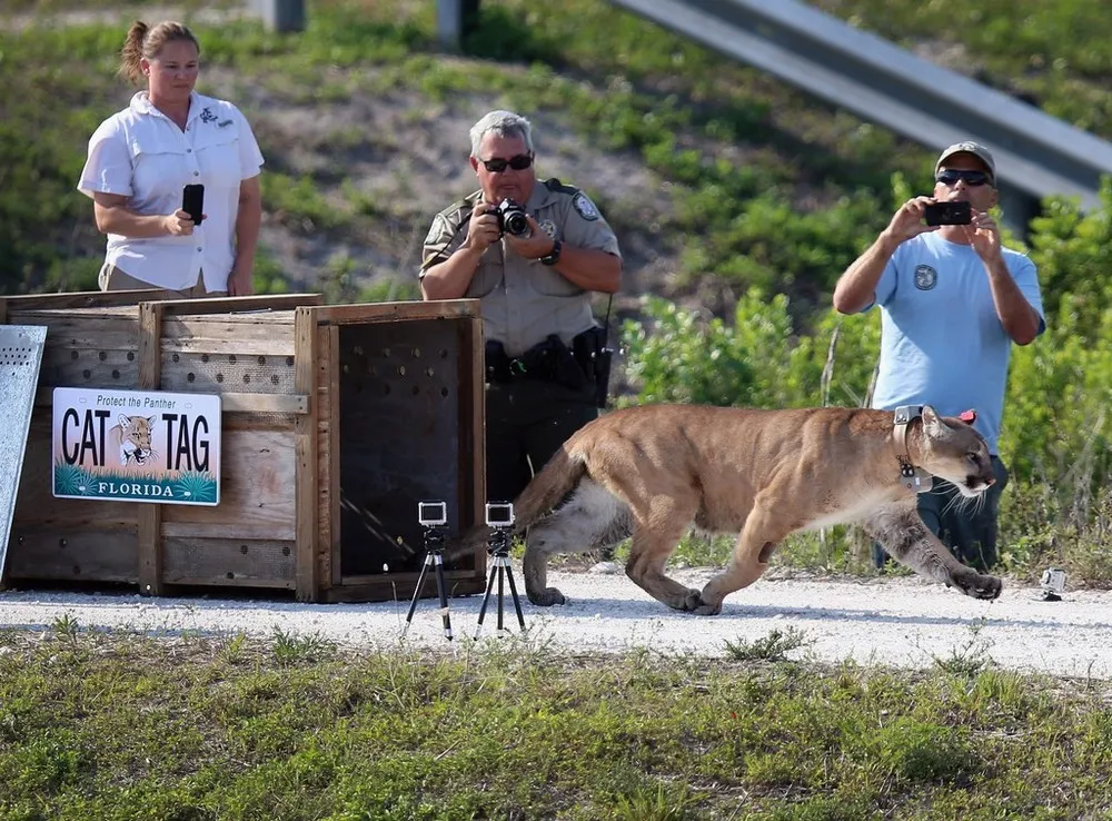 Florida Wildfire Biologists Release Panther into the Wild