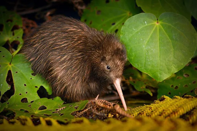 This undated photo released by International Union for the Conservation of Nature (IUCN) shows a Northern brown kiwi in New Zealand. Global conservation group IUCN’s update issued Tuesday, December 5, 2017, mostly includes news of grave threats to many species, much of it caused due to loss of habitat and unsustainable farming and fisheries practices. The IUCN said that it has upgraded the Okarito kiwi and the Northern Brown kiwi from endangered to vulnerable thanks to progress in controlling predators like weasel-like stoats and cats. (Photo by Neil Robert Hutton via AP Photo)