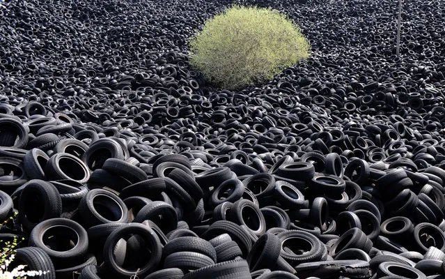 Tree is seen in the middle of thousands used tires in an area of a former recycling company in Lachapelle-Auzac in France, on April 16, 2013. The plant recycling of used tires was closed in 2004, but the tires were not removed. (Photo by Eric Cabanis/AFP Photo)