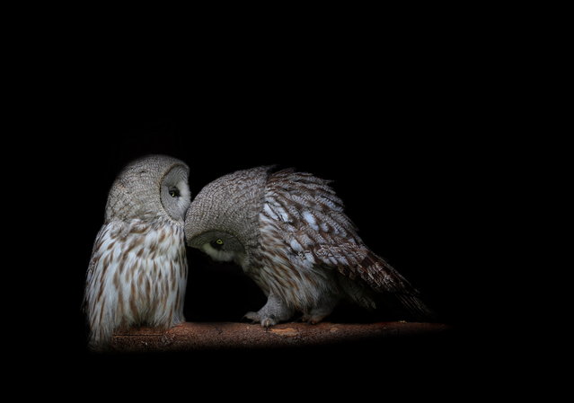 Ural Owls By Lilia Tkachenko