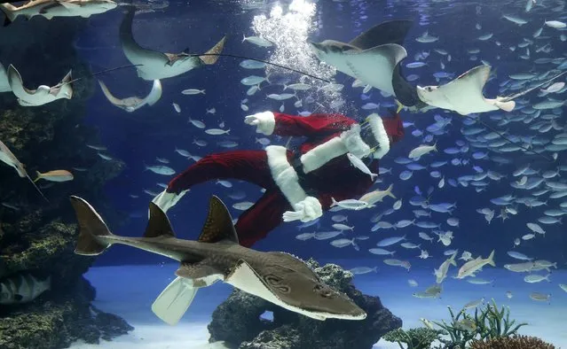 A diver dressed in a Santa Claus costume swims with fish at the Sunshine Aquarium in Tokyo December 9, 2014. (Photo by Toru Hanai/Reuters)