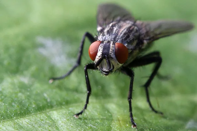 A closeup of a housefly (Musca domestica) on a leaf in Toronto, Ontario, Canada on July 26, 2022. (Photo by Creative Touch Imaging Ltd./NurPhoto via Getty Images)