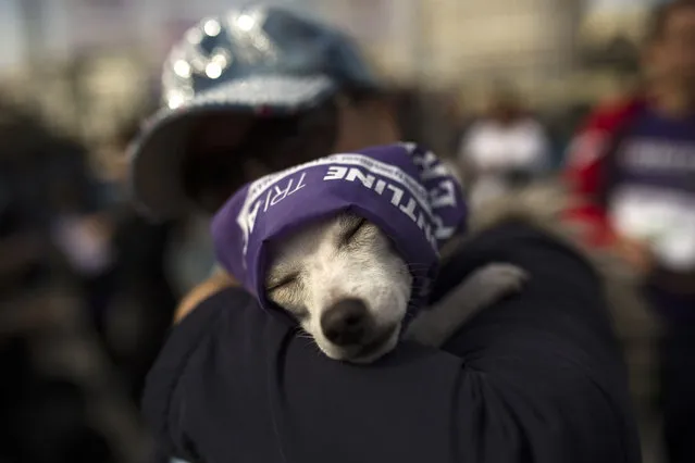 A dog named “Charly” rests in the arms of his owner after both took part in a run in Madrid, Sunday, October 16, 2016. About 3,500 dogs of all breeds and sizes with purple bandanas around their necks marched the streets of Madrid with their owners in tow in the fifth edition of the “perroton”, or Dogathon, a yearly event that seeks to raise awareness about animal cruelty and the importance of dog adoptions. (Photo by Francisco Seco/AP Photo)