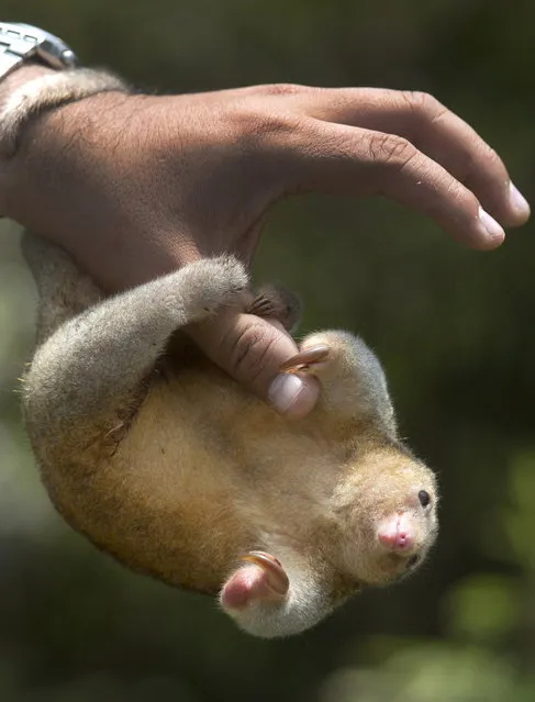 A vet holds a pygmy anteater, also known as a silky anteater, at the Huachipa Zoo, on the outskirts of Lima, Peru, Wednesday, October 19, 2016. (Photo by Martin Mejia/AP Photo)