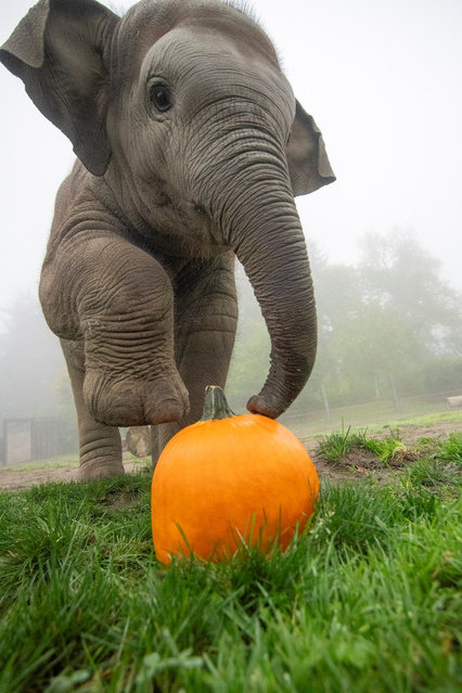An elephant calf, Tula-Tu plays with a pumpkin, as the Oregon Zoo celebrates Halloween during the 27th annual Squishing of the Squash, in Portland, Oregon, U.S., October 3, 2025. (Photo by Oregon Zoo/Handout via Reuters)