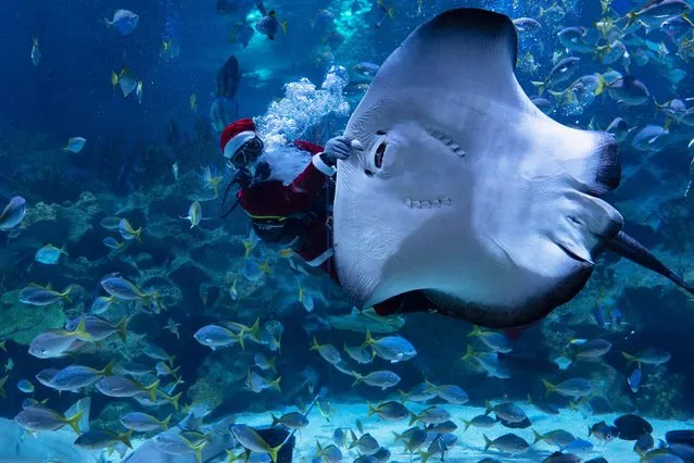 A scuba diver dressed as Santa Claus feeds a sting ray during a performance show at Aquaria KLCC aquarium in Kuala Lumpur, Malaysia, on Wednesday, December 23, 2020. (Photo by Vincent Thian/AP Photo)