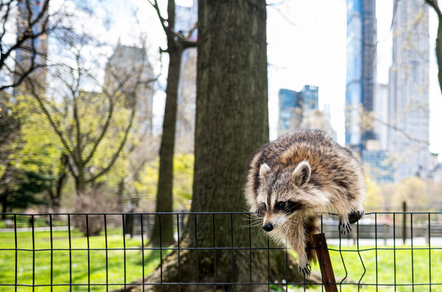 A racoon jumps over a fence in almost deserted Central Park in Manhattan on April 16, 2020 in New York City. Gone are the softball games, horse-drawn carriages and hordes of tourists. In their place, pronounced birdsong, solitary walks and renewed appreciation for Central Park's beauty during New York's coronavirus lockdown. The 843-acre (341-hectare) park – arguably the world's most famous urban green space – normally bustles with human activity as winter turns to spring, but this year due to Covid-19 it's the wildlife that is coming out to play. (Photo by Johannes Eisele/AFP Photo)