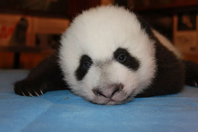 This image obtained December 2, 2015 from the Smithsonian's National Zoo in Washington, DC shows Giant panda cub Bei Bei being weighed during a checkup on October 26. Bei Bei is a healthy 12.5 pound (5.66 Kg)boy and will make his public debut on January 16, 2016. (Photo by AFP Photo)
