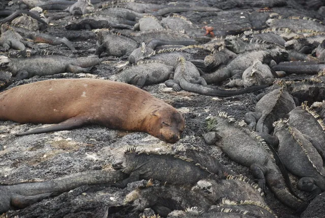 “Dreaming of catching the big one”. This pic is of a seal sun bathing amongst quite a few marine iguanas. Not a care in the world. Possibly dreaming of catching the big one! Location: Galapagos islands. (Photo and caption by Matthew Colucci/National Geographic Traveler Photo Contest)