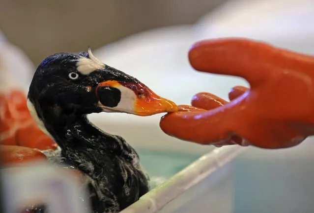 A bird is cleaned at the International Bird Rescue in Fairfield, California January 20, 2015. A gooey, unknown material discovered on the eastern shores of San Francisco Bay is clinging to the feathers of birds, and more than 100 birds, mostly species of oceangoing, diving ducks, have died after their feathers were fouled by the viscous substance now undergoing testing at state labs in Sacramento. (Photo by Robert Galbraith/Reuters)