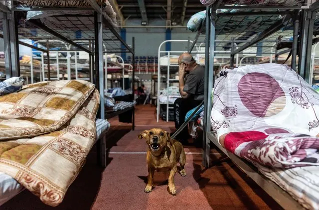 A dog barks at a temporary accommodation centre for residents of the Shebekinsky district of Russia's Belgorod region, who were evacuated following recent attacks on settlements near the Russia-Ukraine border in the course of a military conflict, in the city of Belgorod, Russia on June 7, 2023. (Photo by Maxim Shemetov/Reuters)