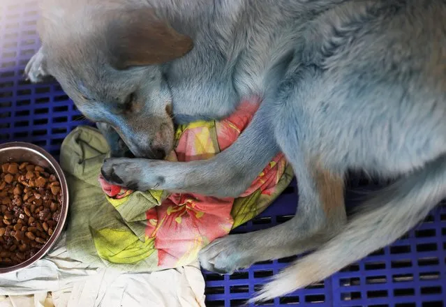 A dog with blue fur is pictured inside a cage at a veterinary hospital where it was taken for examination in Nizhny Novgorod, Russia on February 16, 2021. The pack of stray dogs with blue fur was found earlier this month near an abandoned chemical plant in the city of Dzerzhinsk. (Photo by Anastasia Makarycheva/Reuters)