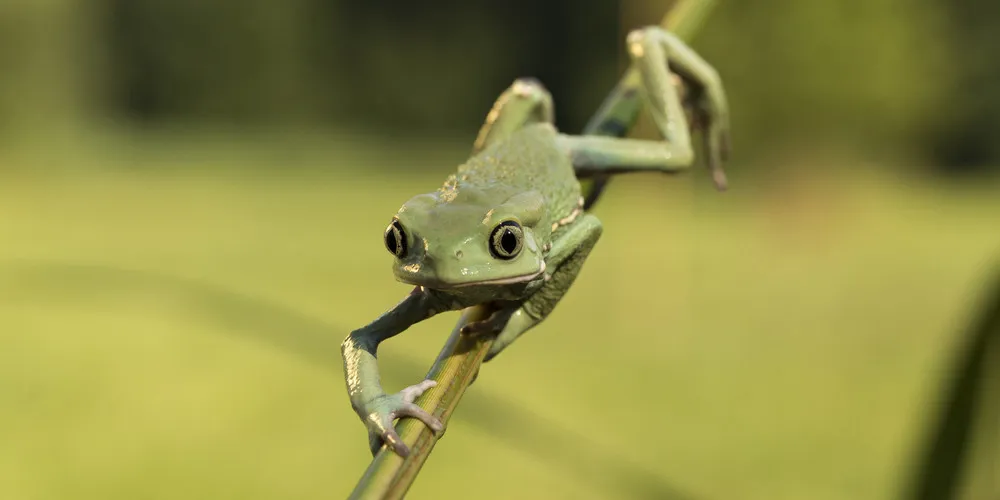 Simply Some Photos: Frogs