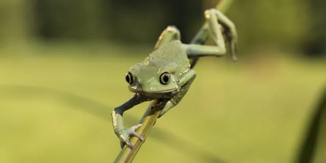 Waxy monkey leaf frog, phyllomedusa sauvagii in Bitovany, Czech Republic on July 12, 2014. (Photo by Ondrej Zaruba/CTK/ABACAPress)