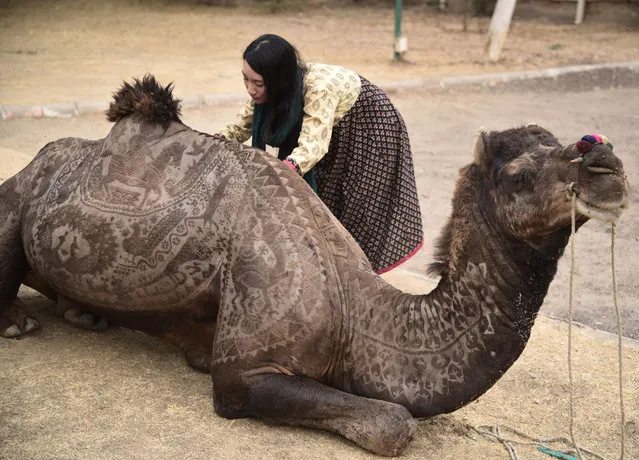 A camel has its fur cut by Japanese hairdresser Megumi Takeich before a festival in Rajasthan, India on January 7, 2016. (Photo by Pacific Press/Shutterstock/Rex Features)