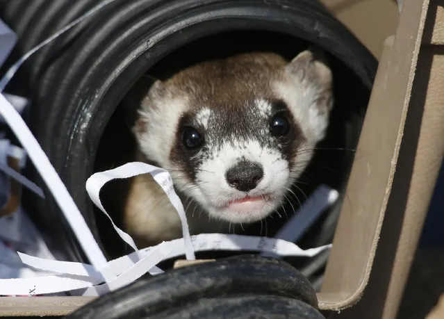File - In this Monday, October 5, 2015, file photo, a black-footed ferret looks out of a crate used to take it to a site to be let loose during a release of 30 of the animals by the U.S. Fish and Wildlife Service at the Rocky Mountain Arsenal National Wildlife Refuge in Commerce City, Colo. Dozens of slinky, ferocious and rare ferrets are settling in and making babies at a wildlife refuge outside Denver one year after they were released there.
 (Photo by David Zalubowski/AP Photo)