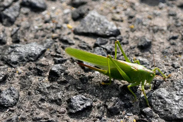 A grasshopper stands on the tarmac at Melsbroek Military Airport in Melsbroek, Belgium, Tuesday, July 4, 2023. (Photo by Virginia Mayo/AP Photo)