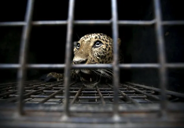 A tranquilized wild leopard lies inside a cage after being captured after it entered a town and injured a person in Kathmandu, Nepal, January 22, 2016. (Photo by Navesh Chitrakar/Reuters)