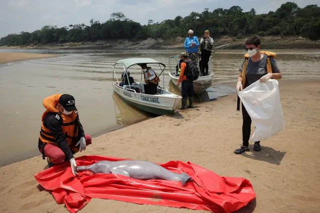 Researchers from the Mamiraua Institute for Sustainable Development recover a dead dolphin from Tefe Lake, which flows into the Solimoes River, affected by high temperatures and drought in Tefe, Amazonas state, Brazil on October 3, 2023. (Photo by Bruno Kelly/Reuters)